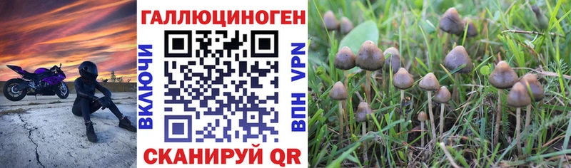 Псилоцибиновые грибы Psilocybe  кракен как зайти  Западная Двина 